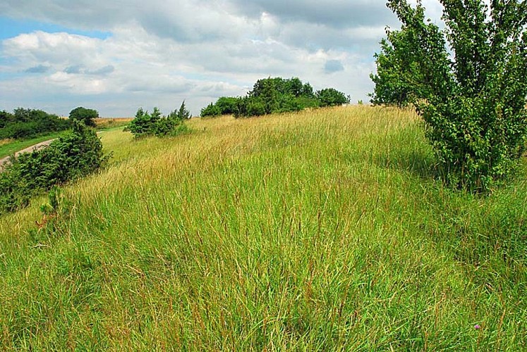 Pelouse sèche de Chameroy