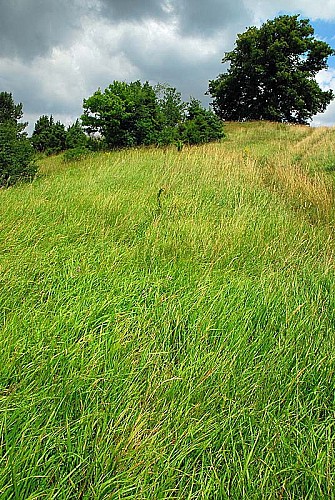 Pelouse sèche de Chameroy