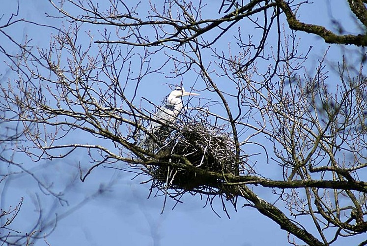 Héronnière du lac de la Liez