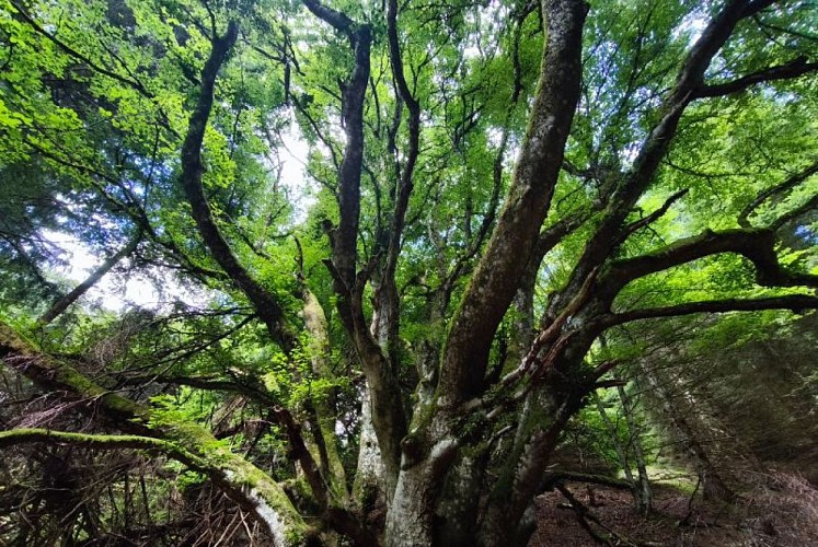 Forêt de Haute-Marne