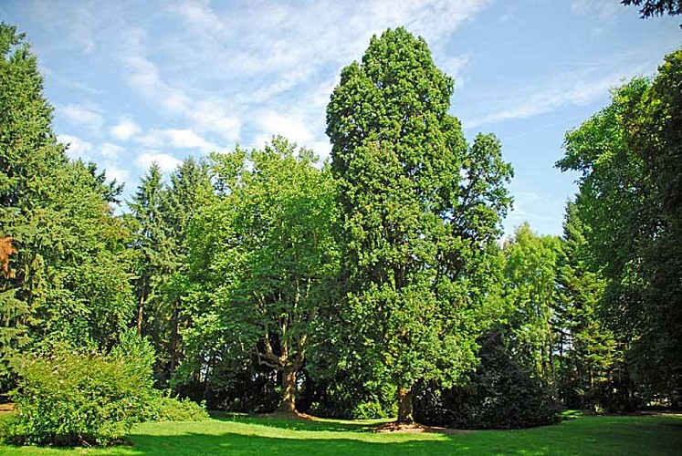 Parc du Chesnoy à Montigny-le-Roi