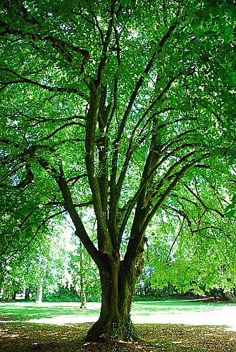 Parc du Chesnoy à Montigny-le-Roi