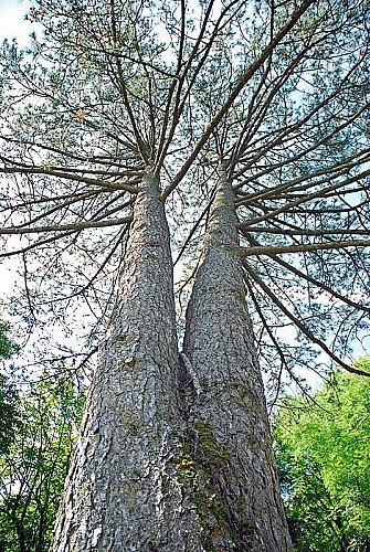 Parc du Chesnoy à Montigny-le-Roi