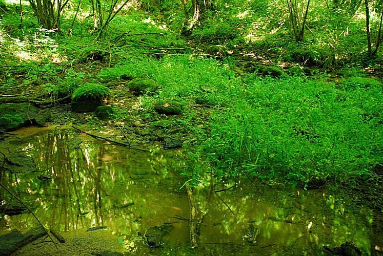 Source de la Mouche à Noidant-le-Rocheux