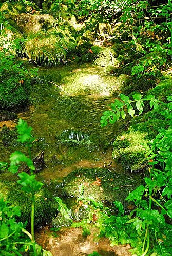 Source de la Mouche à Noidant-le-Rocheux