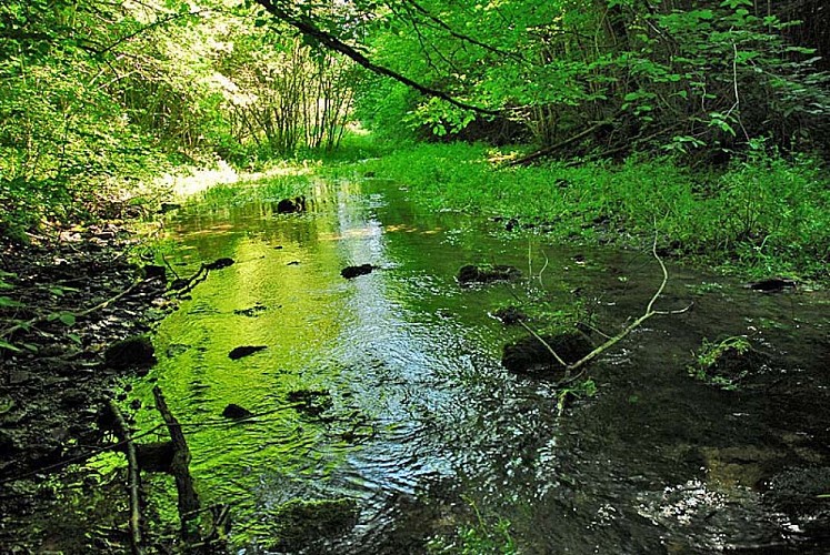 Source de la Mouche à Noidant-le-Rocheux