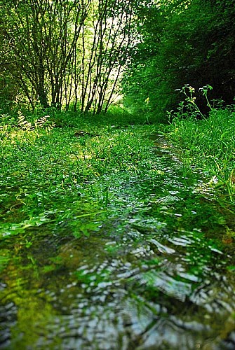 Source de la Mouche à Noidant-le-Rocheux