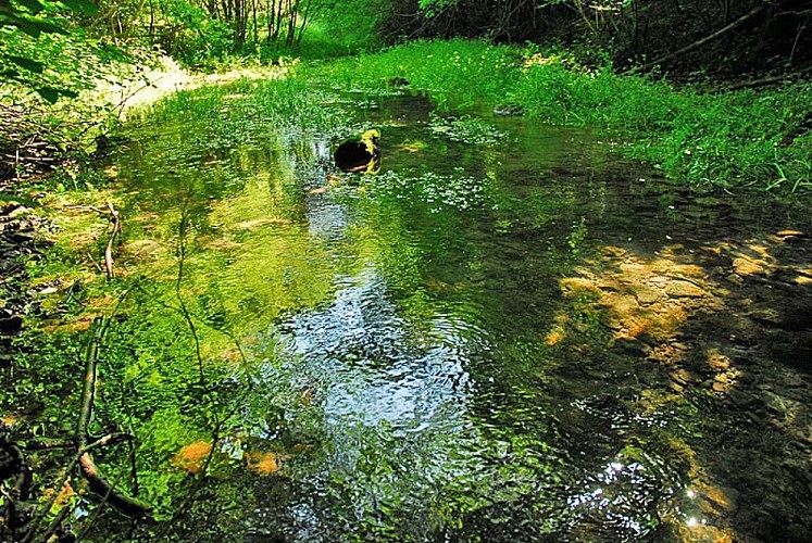 Source de la Mouche à Noidant-le-Rocheux