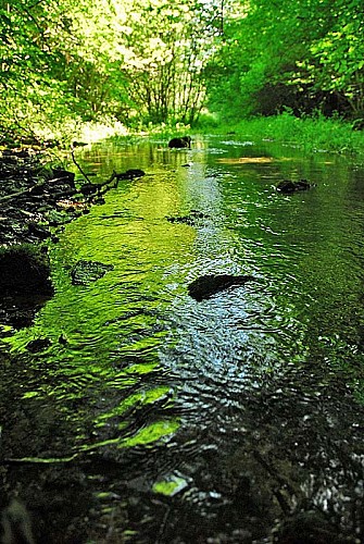 Source de la Mouche à Noidant-le-Rocheux