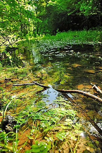 Source de la Mouche à Noidant-le-Rocheux