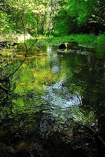Source de la Mouche à Noidant-le-Rocheux