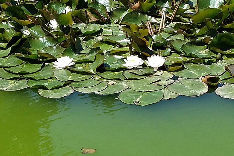 Parc et jardin du château d'Ouge