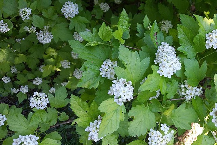 Parc et jardin du château d'Ouge