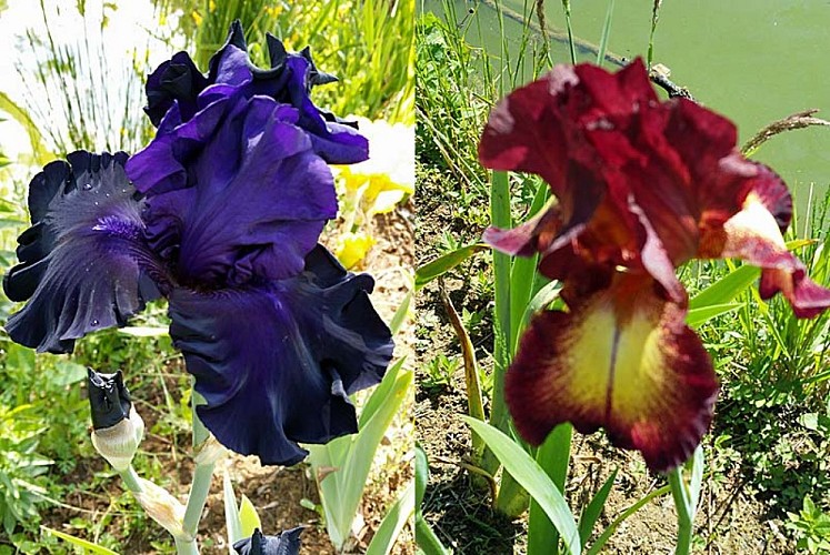 Parc et jardin du château d'Ouge