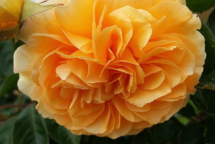 Parc et jardin du château d'Ouge