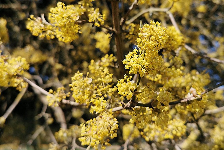 Cornouiller mâle du lac de la Liez