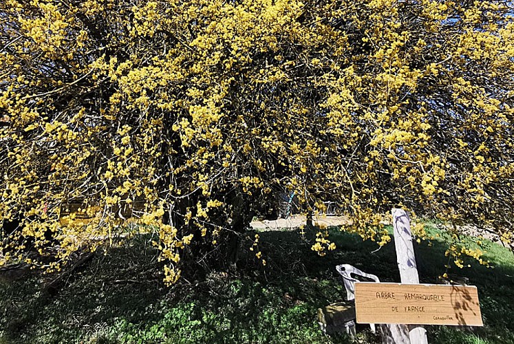 Cornouiller mâle du lac de la Liez