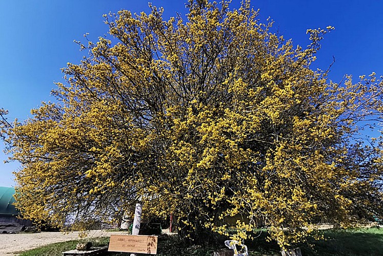 Cornouiller mâle du lac de la Liez