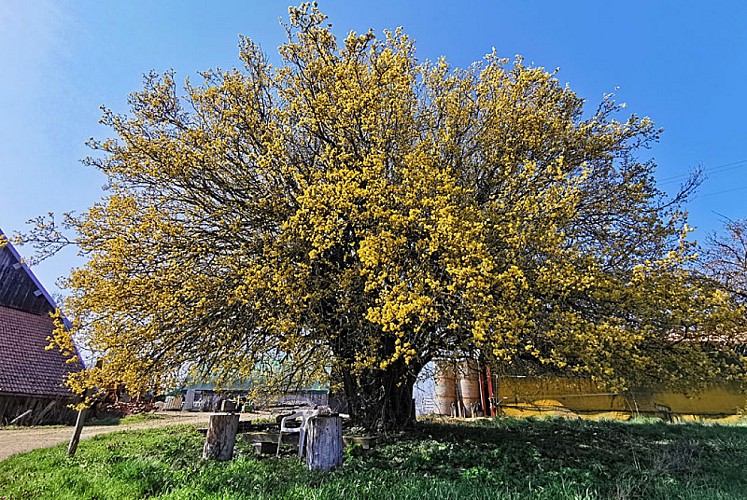 Cornouiller mâle du lac de la Liez