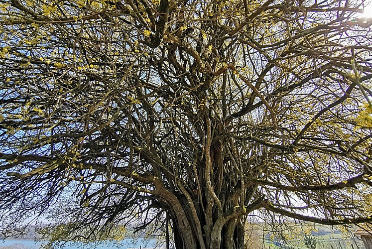 Cornouiller mâle du lac de la Liez