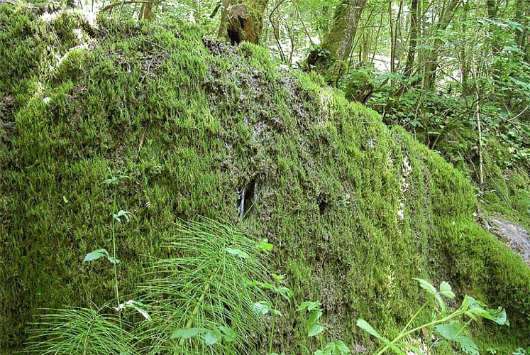 Tufière de Fontaine Légère à Saint-Ciergues