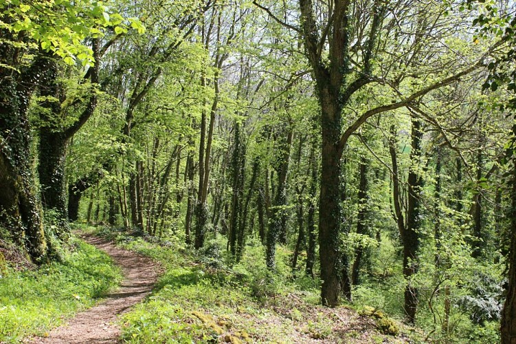 champagne 52 bourmont nature paysage jardins parcs et jardins parc rochesl promenade ca´na 2015 mdt52 20._3