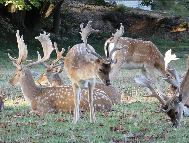 Parc aux daims