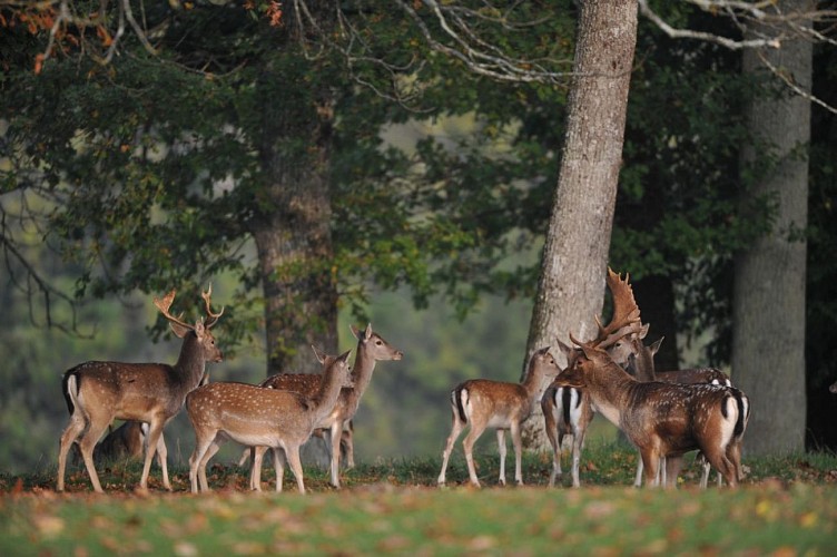 Parc aux daims