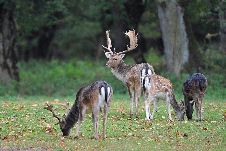 Parc aux daims