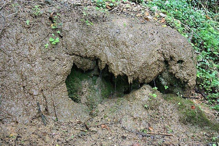 Parc de la cote Gueudin - tufière crocodile à Nogent