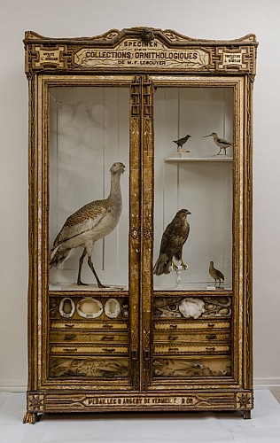 Salle ornithologie (vitrine)