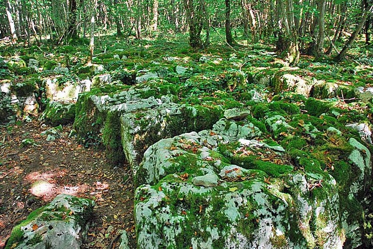 Site du Mausoée de Faverolles - le lapiaz