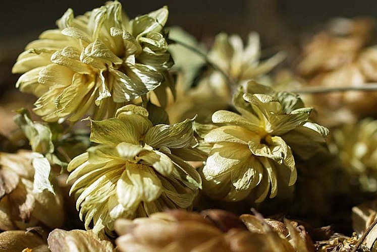 Maison du Houblon à Rivière-les-Fosses