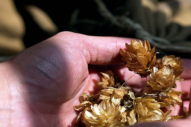 Maison du Houblon à Rivière-les-Fosses