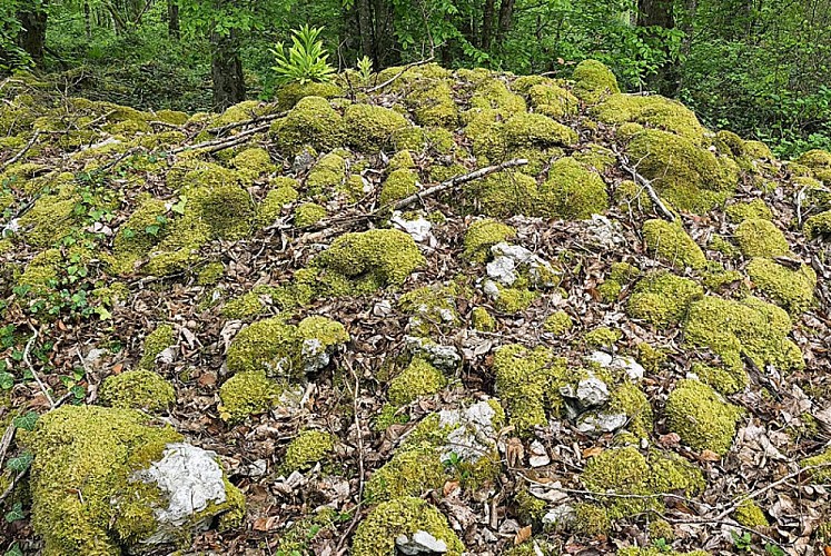 Tumuli du site néolithique Fort Bevaux