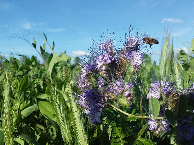 abeille fleur luzerne 