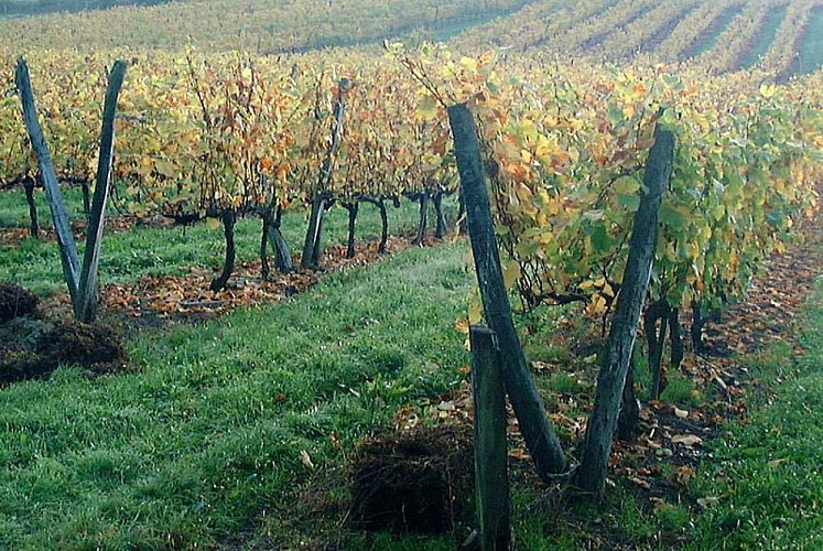 Domaine Camus Renaut à Coiffy