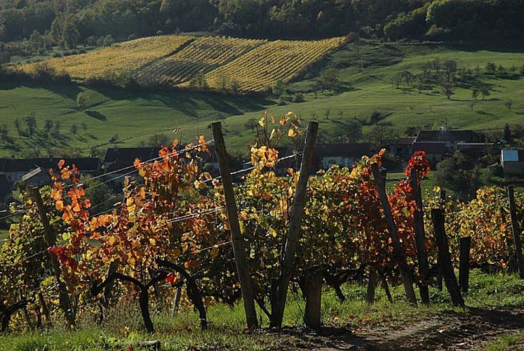 Domaine Camus Renaut à Coiffy