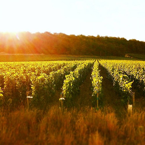 champagne 52 rizaucourt buchey champagne daubanton et fils._2