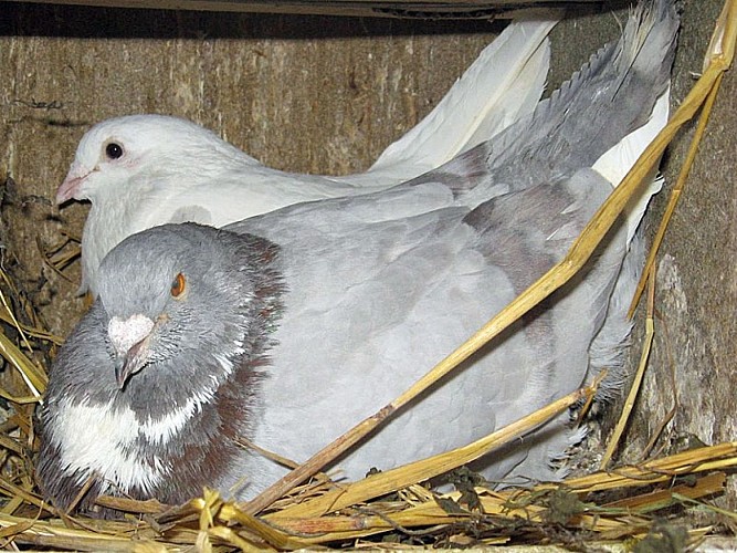 Le Pigeon Barrois à Richebourg