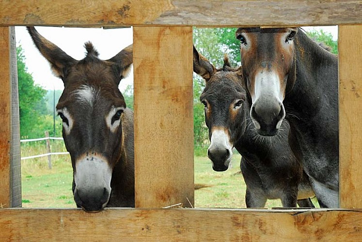 Randonnee avec ane à Auberive