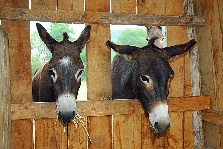 Randonnee avec ane à Auberive