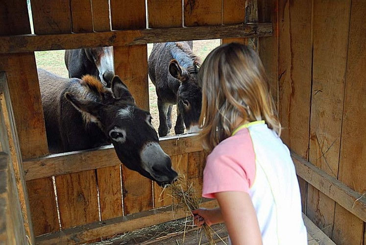 Randonnee avec ane à Auberive