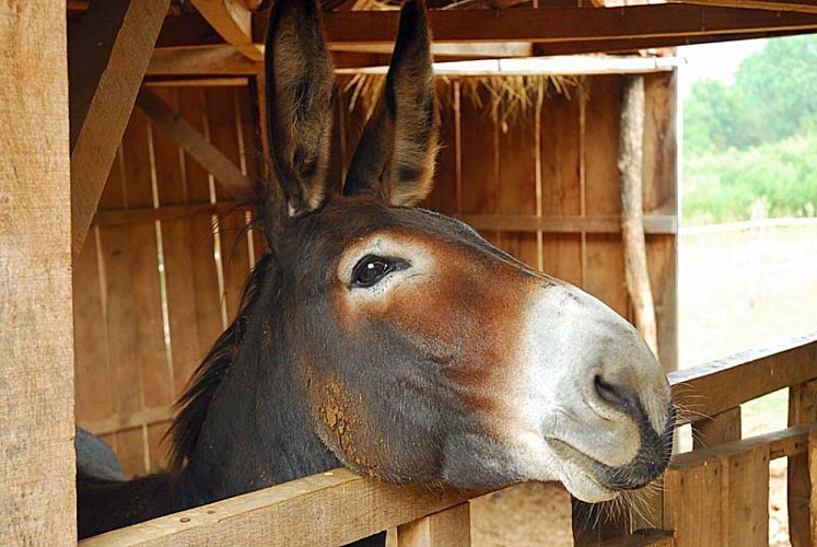 Randonnee avec ane à Auberive