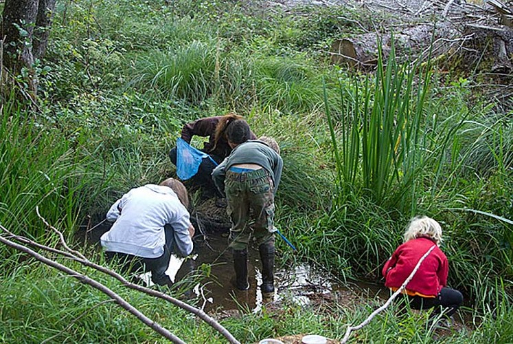 Chrysalide - sortie nature