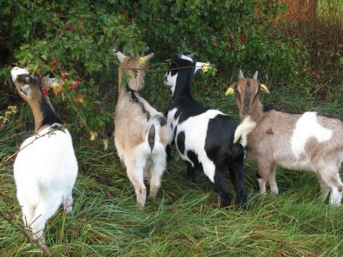 Camping les hirondelles