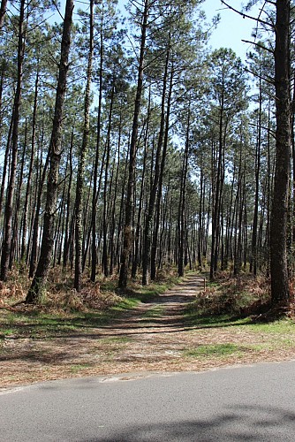 Chemin forestier à proximité du quartier de Micq-V2