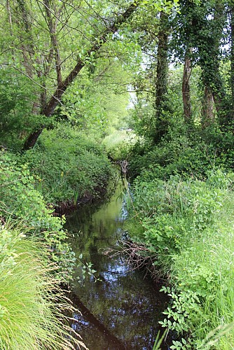 La forêt galerie-V2