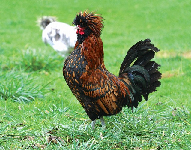 Poule padoue - Ferme de Beaumont