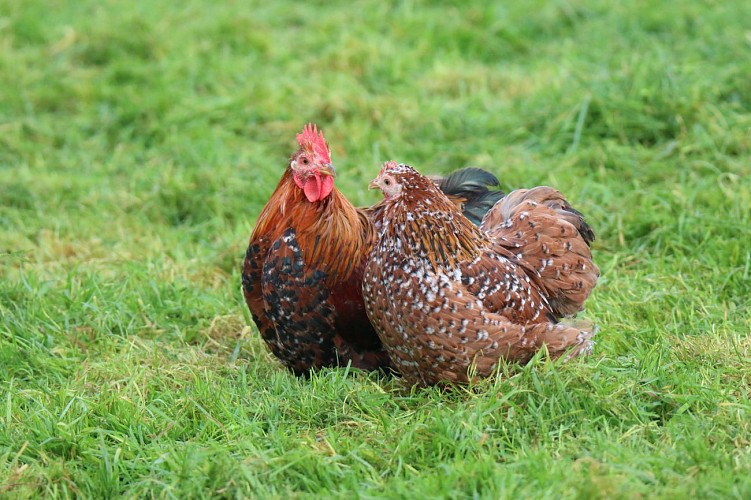 Eu_Ferme-de-Beaumont_Poule-Padoue@Ferme-de-Beaumont_2020